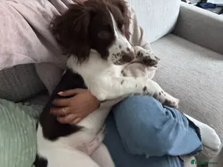 English Springer Spaniel dogs Oakley springer spaniel puppy - Advert 1