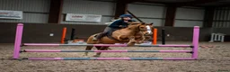 Welsh Section D horses for sale: 14.3/15hh allrounder gelding  in Rowlands Gill - Advert 12