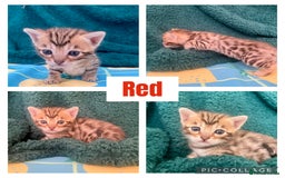 Bengal cats for sale: Beautiful Bengal Kittens  - Image 7