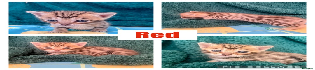 Miss Red 