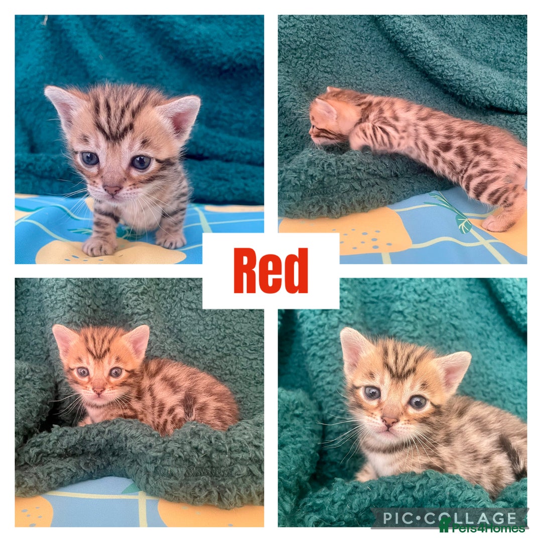 Bengal cats for sale: Beautiful Bengal Kittens  - Image 7