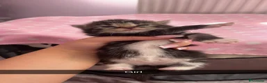 Domestic Shorthair 2