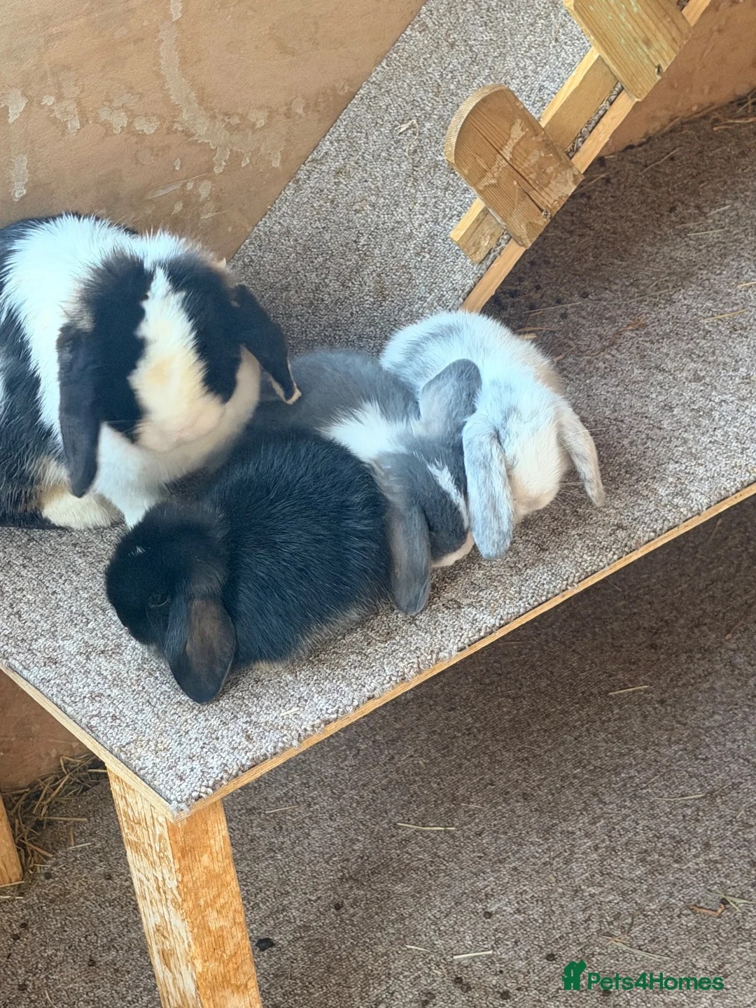 Dwarf Lop rabbits for sale: 3 x dwarf lop kits - rehomed from 10.09 from - Advert 1