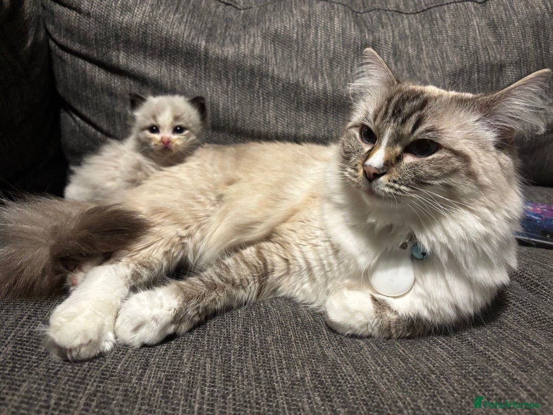 Ragdoll cats for sale: Adorable Ragdoll kitten available  - Advert 9