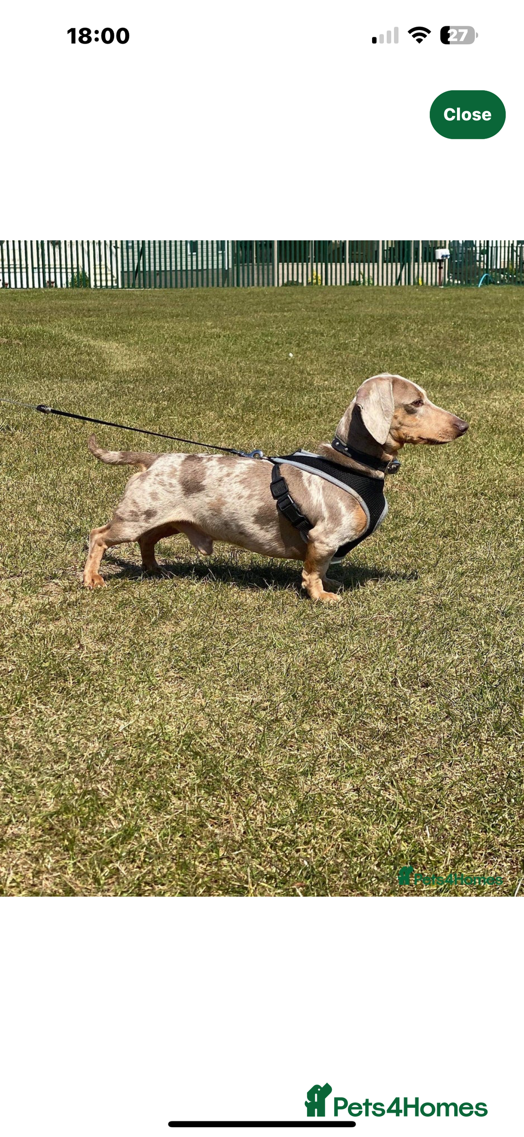Miniature Dachshund dogs for sale: Stunning little boys - Image 15