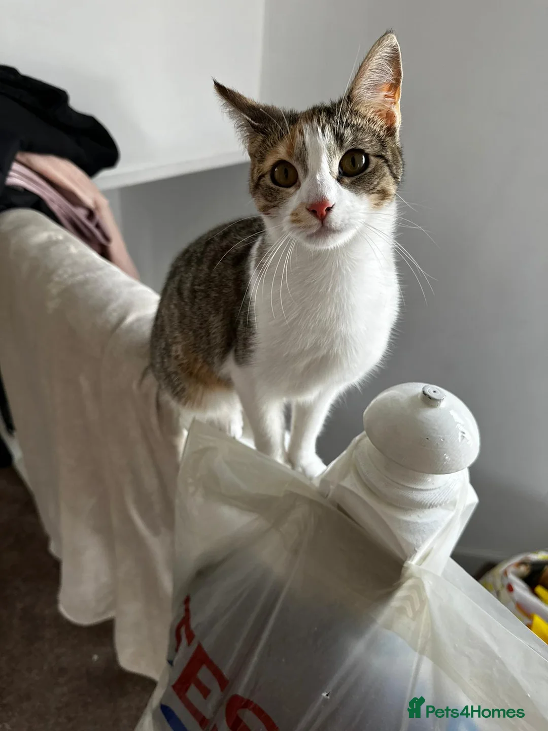 Mixed Breed cats for sale: Female cats from same litter. - Advert 9