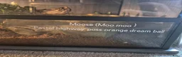 Mixed Breed reptiles for sale: Hermann tortoise and royal pythons - Advert 9