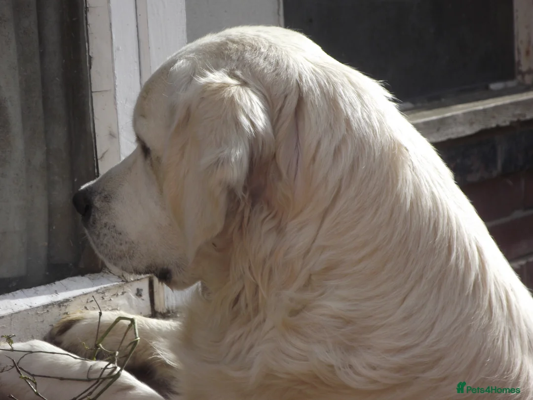 Golden Retriever dogs for stud: CHAMPION SIRED GOLDEN RETRIEVER - Advert 4