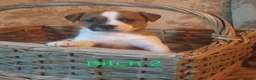 Jack Russell dogs for sale: Tremendous JRT pups  - Advert 5
