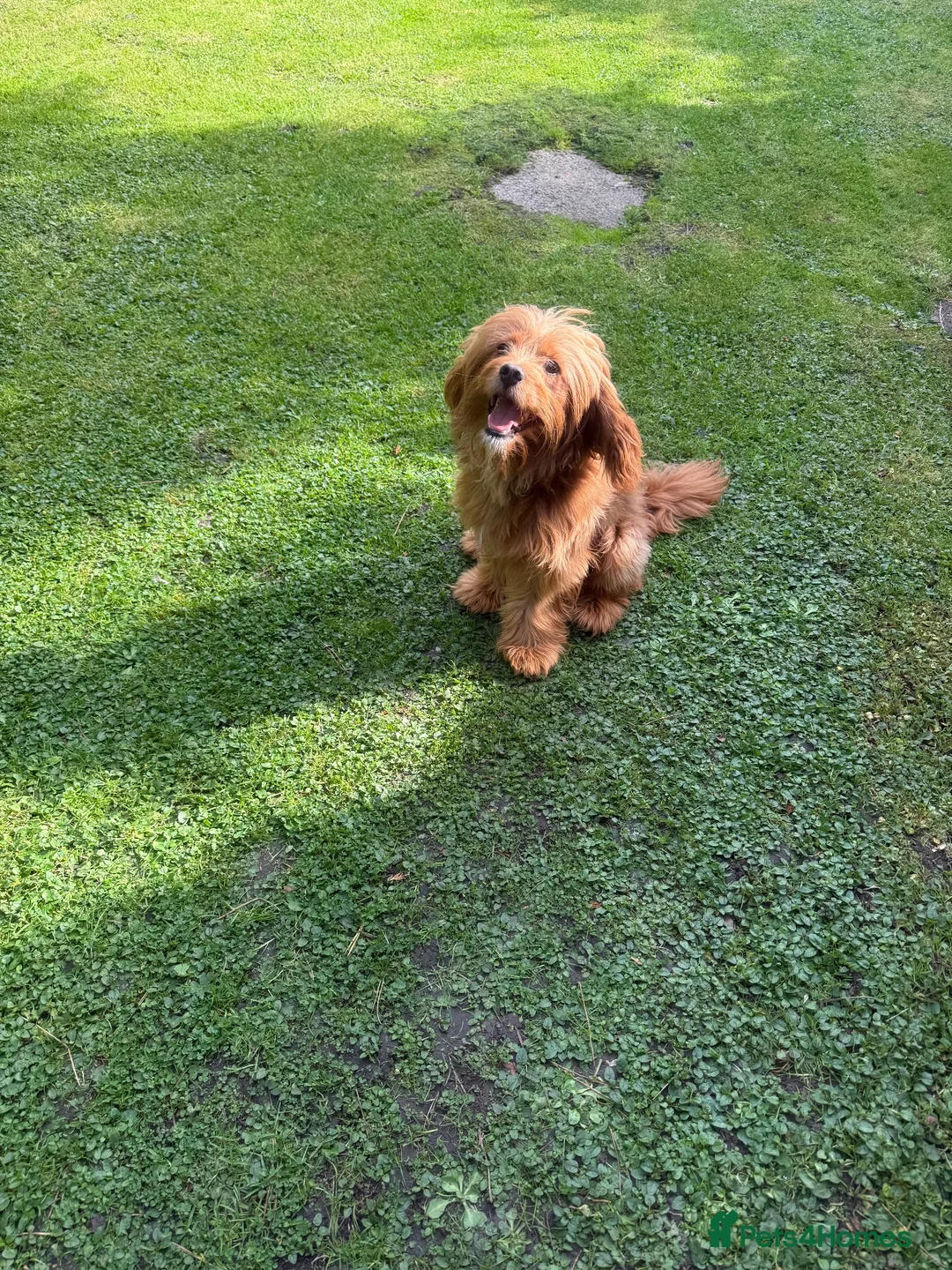 Cavapoo dogs for sale: Adorable F1 Cavapoo Boy 1 year Old - Advert 2