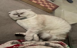 Scottish Fold cats for sale: TICA Active Queen  - Image 5