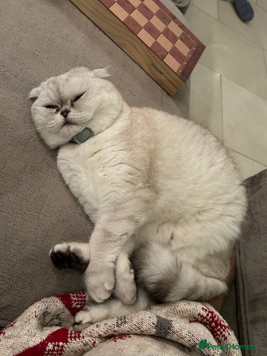 Scottish Fold cats for sale: TICA Active Queen  - Image 5