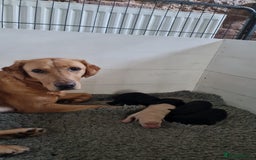 Labrador Retriever dogs for sale: Labrador Retriever Puppies KC registered  - Image 2