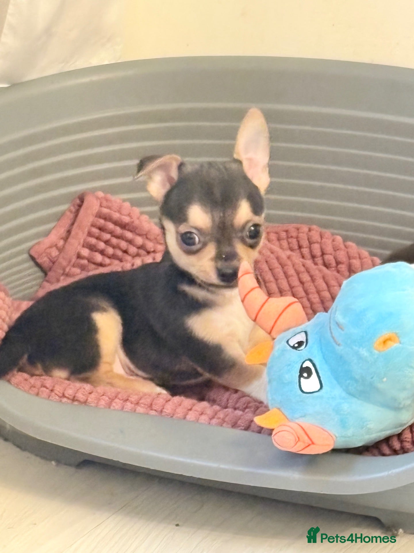 Chihuahua dogs for sale: Chihuahua puppies - Advert 12