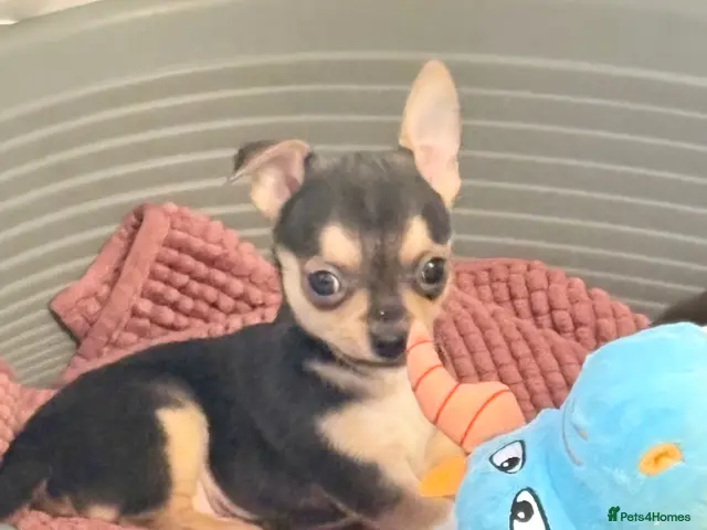 Chihuahua dogs for sale: Chihuahua puppies - Advert 12