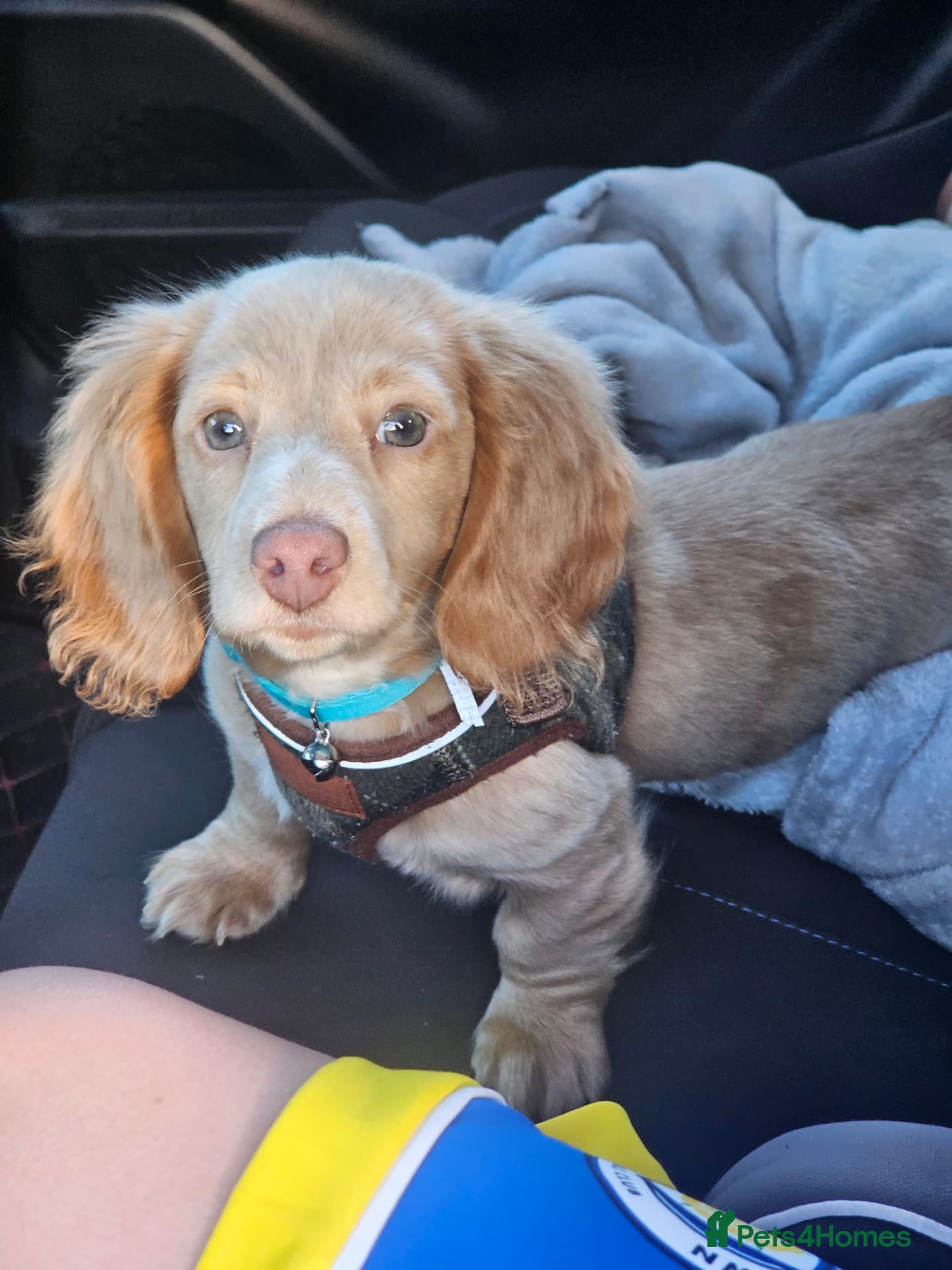 Miniature Dachshund dogs ✨LAST CHANCE: Rare Cream Long-Haired Miniature ✨ - Advert 18
