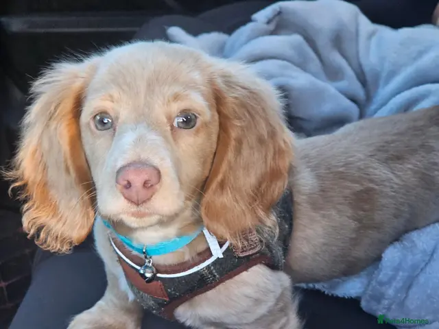 Miniature Dachshund dogs ✨LAST CHANCE: Rare Cream Long-Haired Miniature ✨ - Advert 18