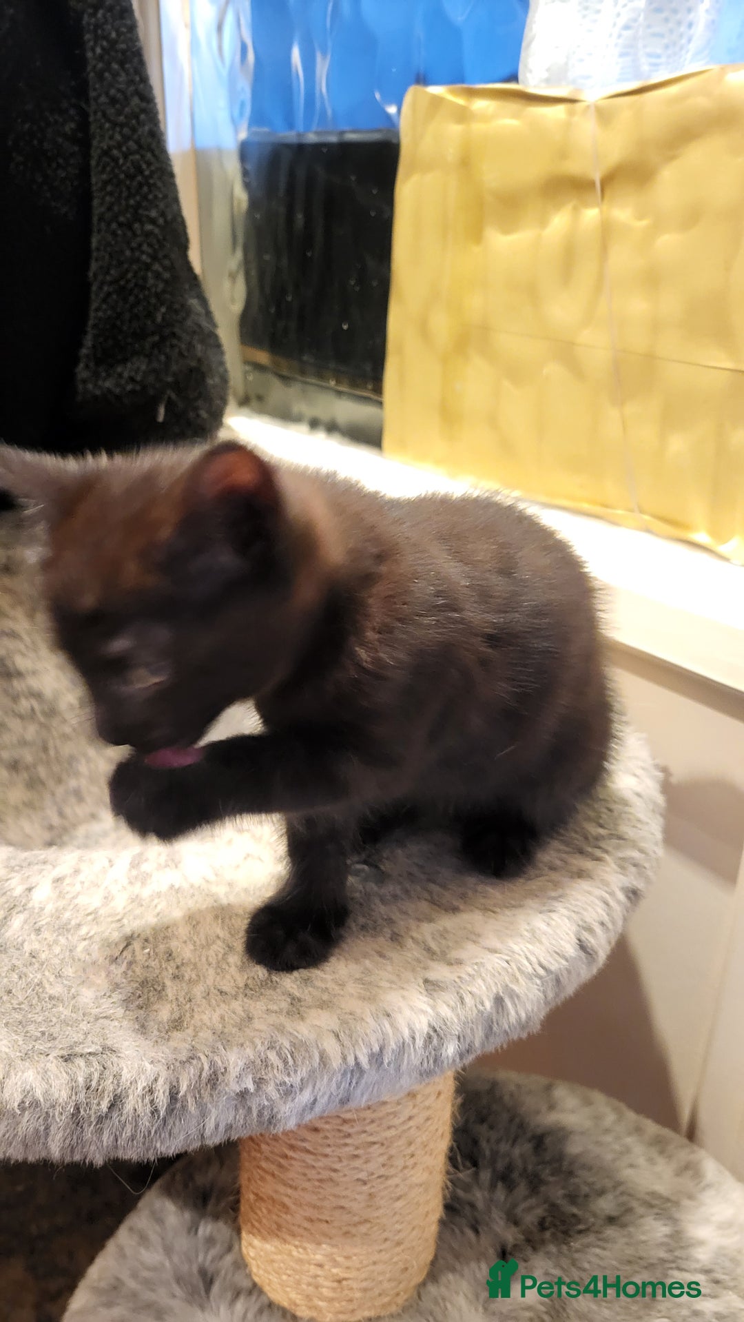 Mixed Breed cats for sale: Mixed breed kittens - Image 8