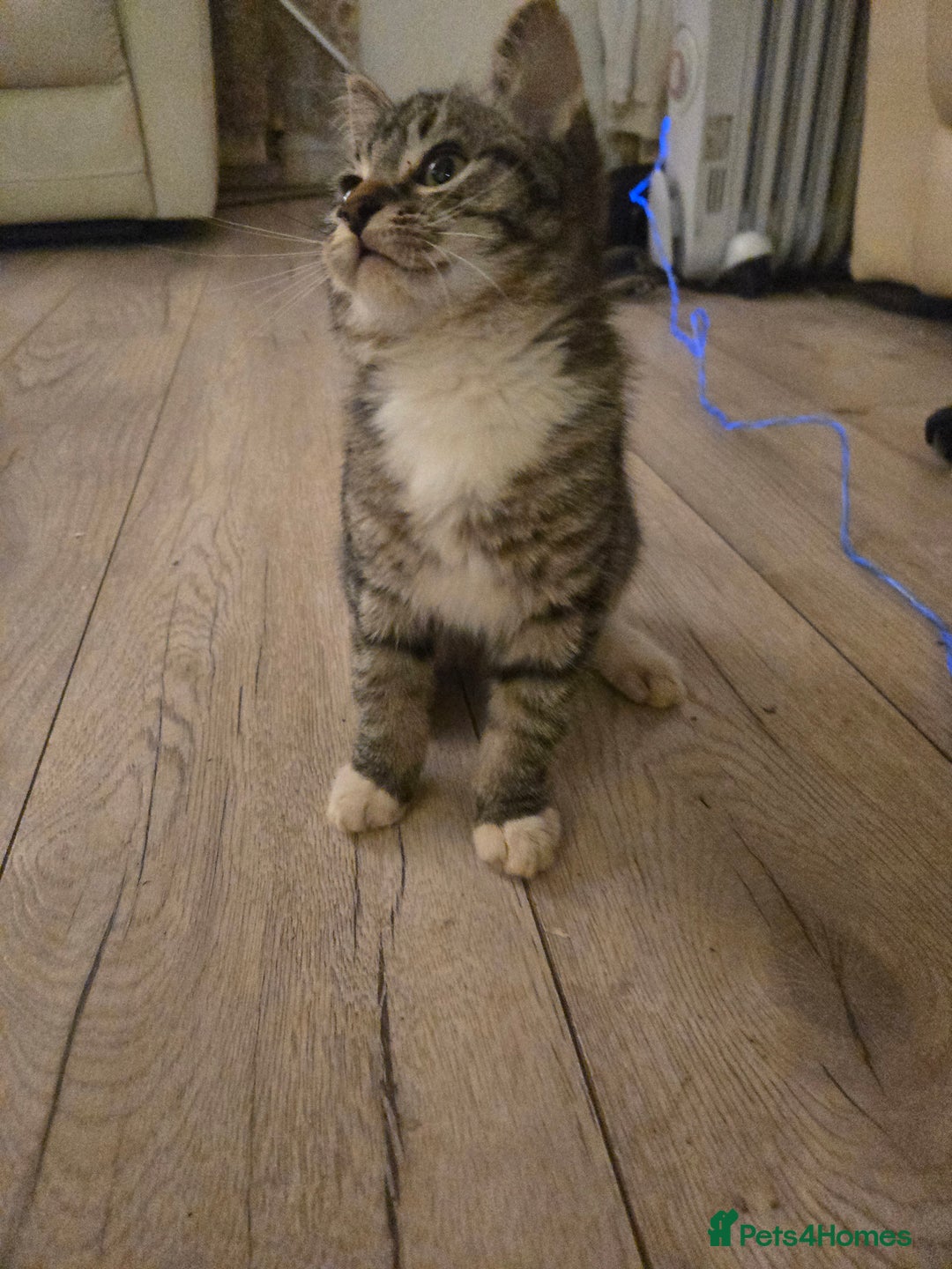 Ragdoll cats for sale: Radoll mix British short haired kittens - Advert 2