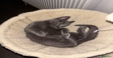 British Shorthair cats - Advert 2