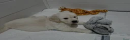 Golden Retriever dogs for sale: Last One! KC Golden Retriever Puppy Available - Advert 24