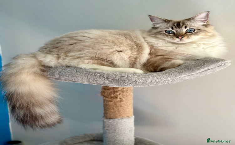 Ragdoll cats - Advert 3