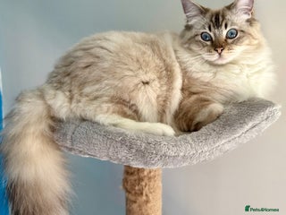 Ragdoll cats - Advert 5