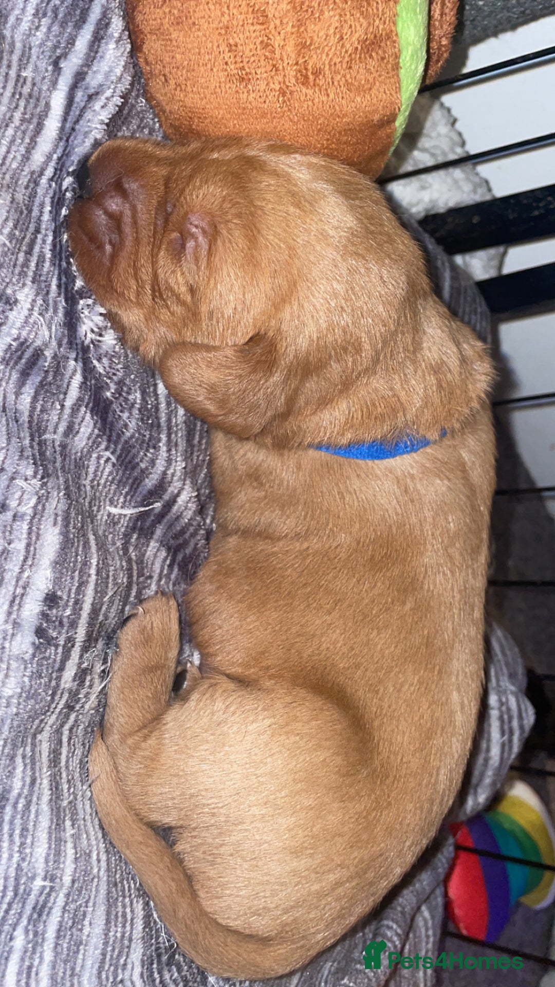 Labradoodle dogs for sale: F1b labradoodle puppies - Advert 16