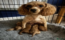Toy Poodle dogs for sale: KC Registered Toy Poodle puppies - Image 13