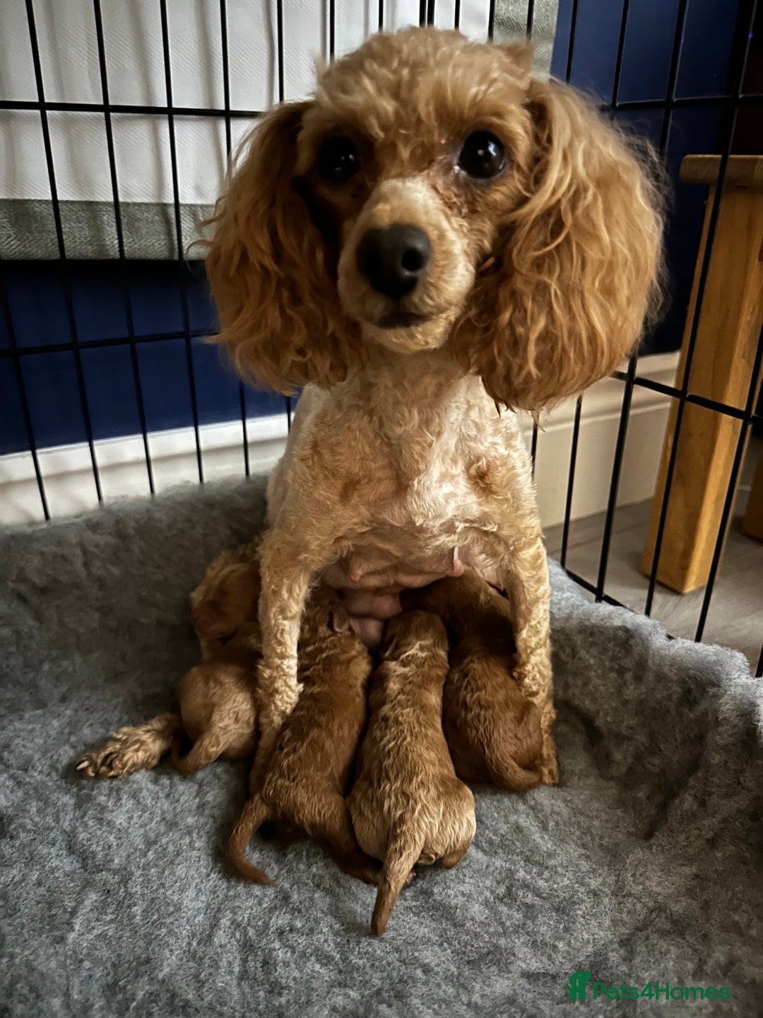 Toy Poodle dogs for sale: KC Registered Toy Poodle puppies - Image 13