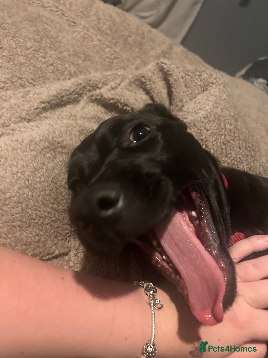 Mixed Breed dogs for sale: Cane corso x Labrador  - Advert 3