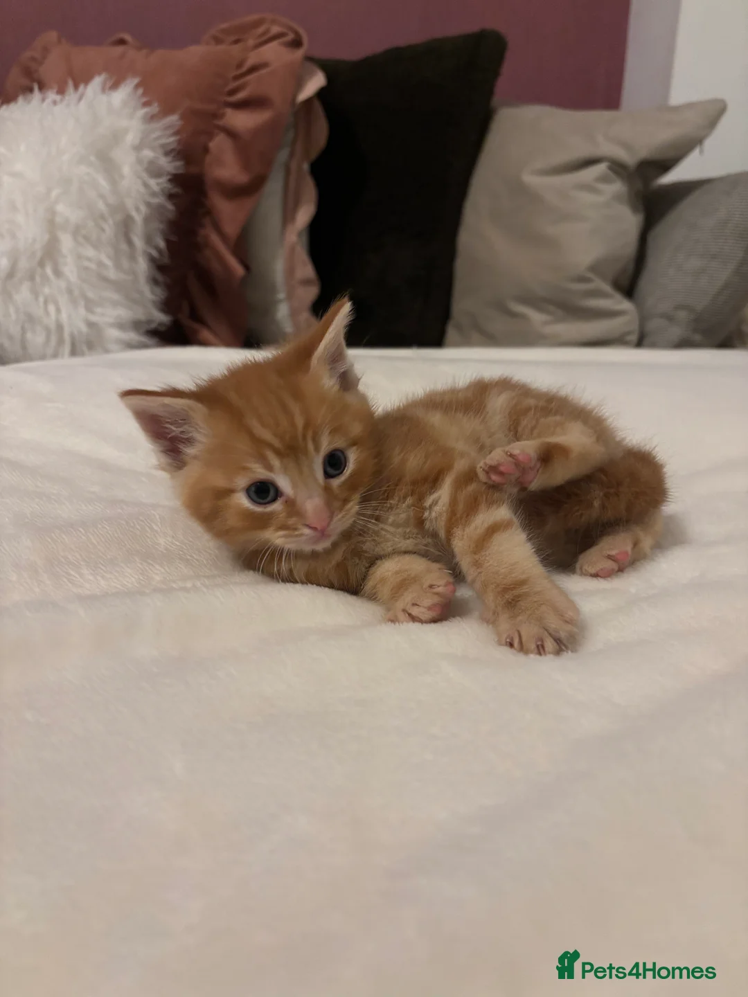 Mixed Breed cats for sale: Maine coon cross kittens ***ONLY ONE BOY LEFT!* - Advert 13