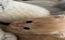 Mixed Breed cats for sale: Beautiful beige and grey kittens - Image 11