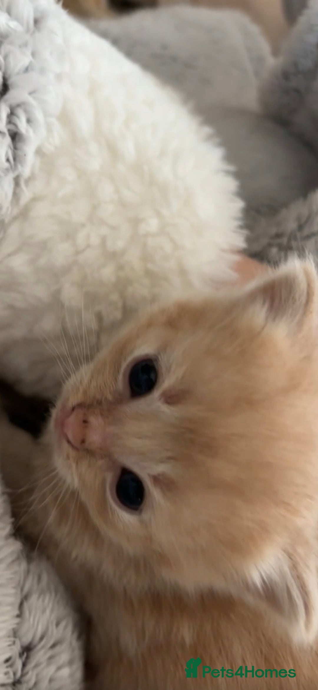 Mixed Breed cats for sale: Beautiful beige and grey kittens - Image 11