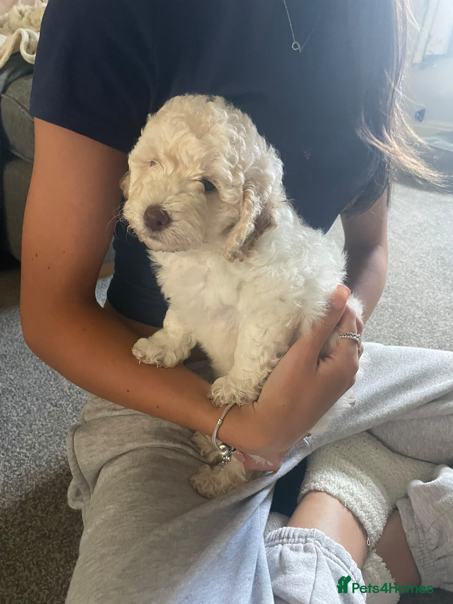 Labradoodle dogs ⭐️ F1b Miniature Labradoodles⭐️ - Advert 2