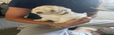 Labradoodle 8