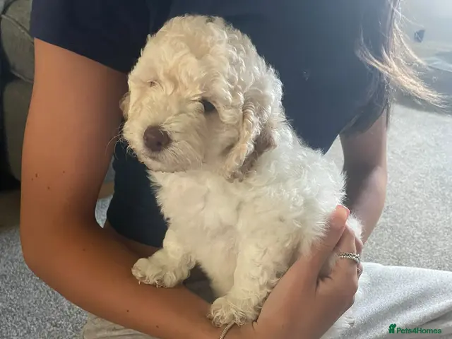 Labradoodle dogs for sale: ⭐️ READY NOW - F1b Miniature Labradoodles⭐️ - Advert 2