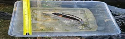 Koi Carp fish for sale: Mix of koi carp/sturgeon and tench for sale in Leeds - Advert 15