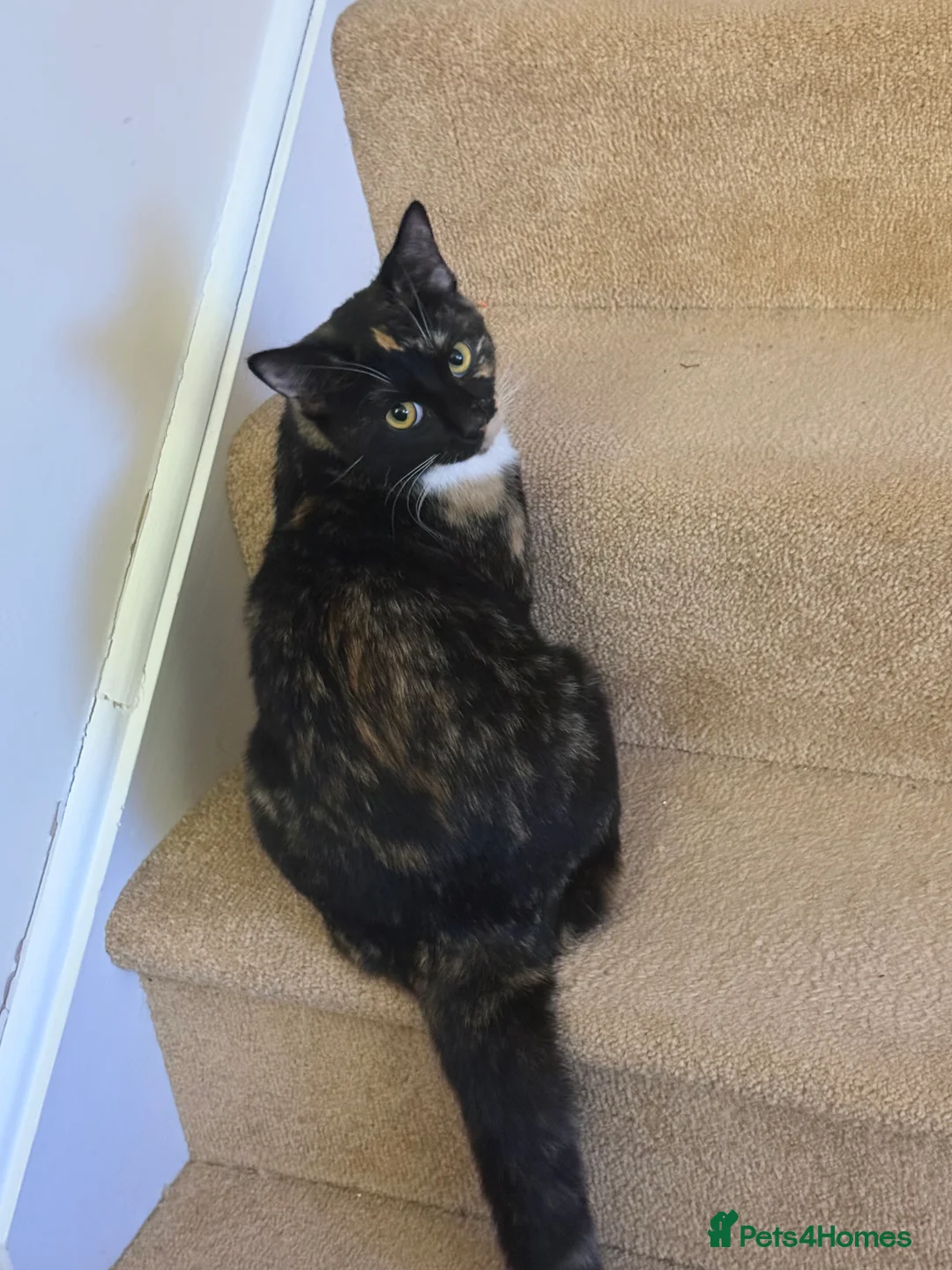 Mixed Breed cats for sale: 💛 Nova - Sweet tortie looking for a loving home - Advert 2