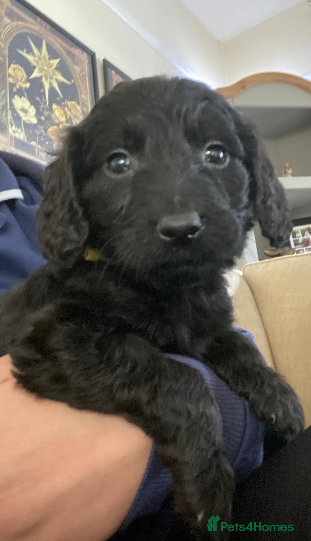 Goldendoodle dogs for sale: 12 Stunning Goldendoodles - Image 37