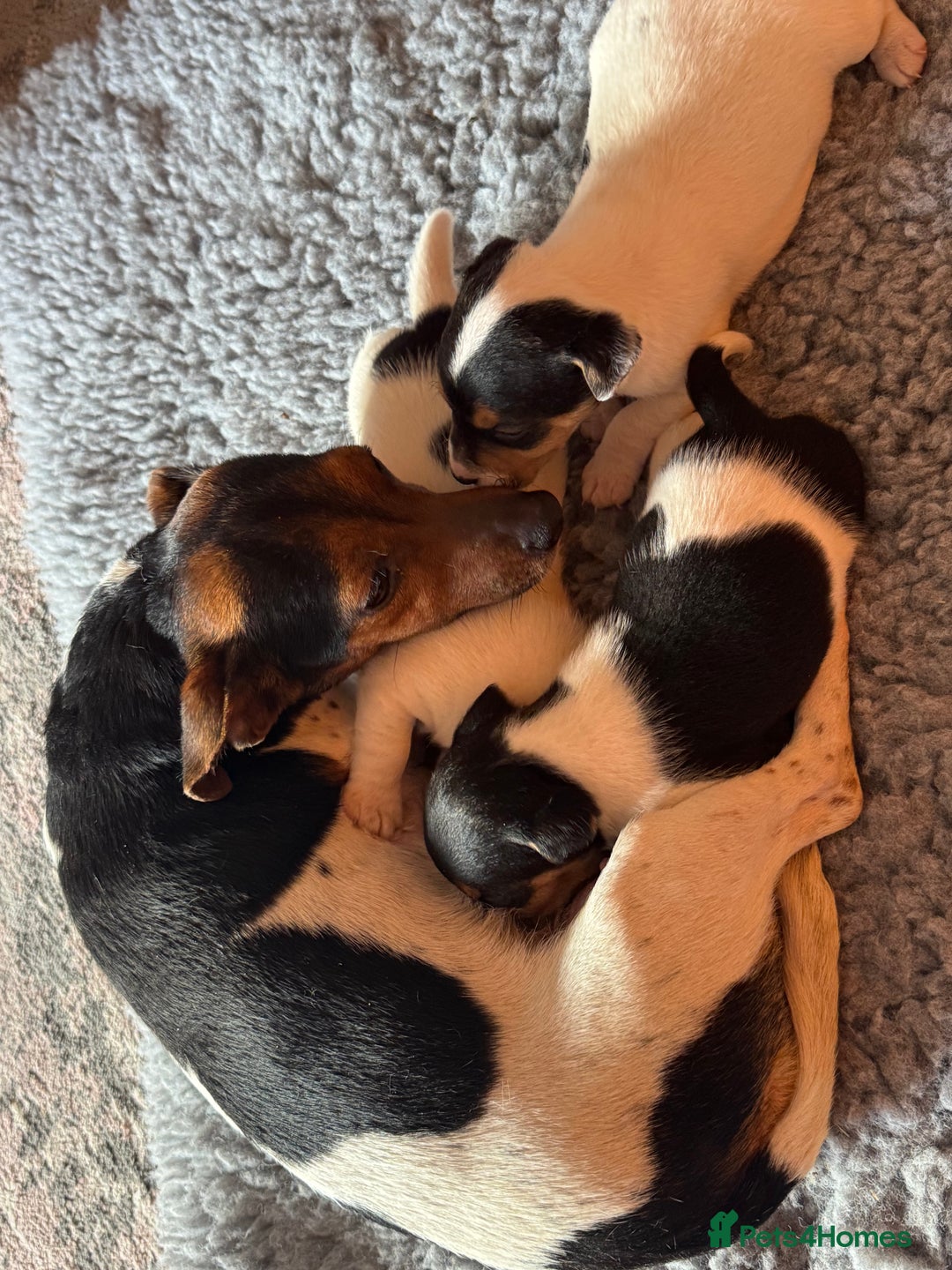 Jack Russell dogs for sale: Jack Russel terriers 3 - Advert 3