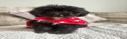 Mixed Breed dogs for sale: BEAUTIFUL MINI CORGIPOO PUPPIES  in Llanelli - Advert 19