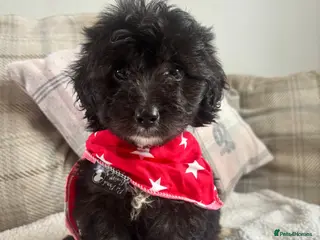 Mixed Breed dogs BEAUTIFUL F1 MINI CORGIPOO PUPPIES - Advert 1