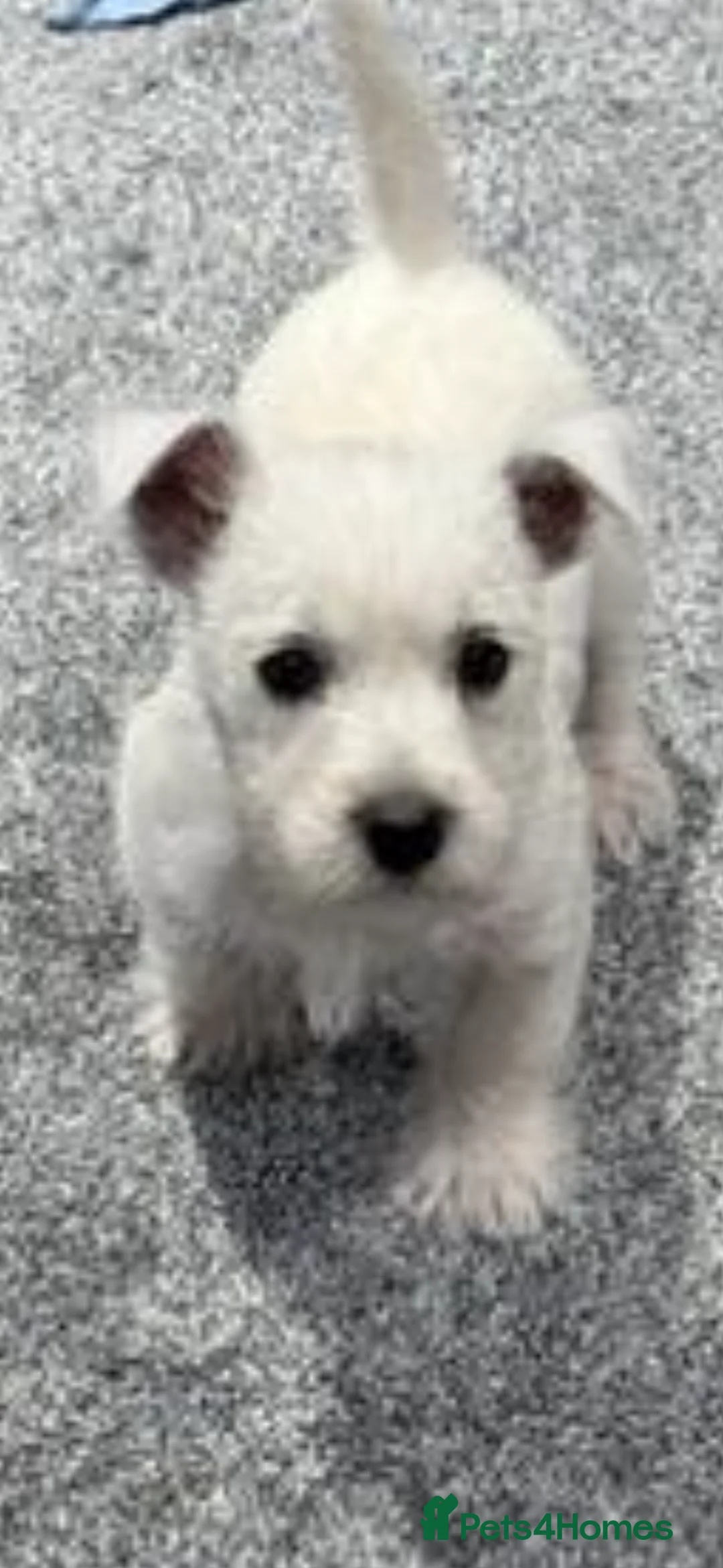 West Highland Terrier dogs for sale: KC REGISTERED WEST HIGHLAND TERRIERS - Advert 14