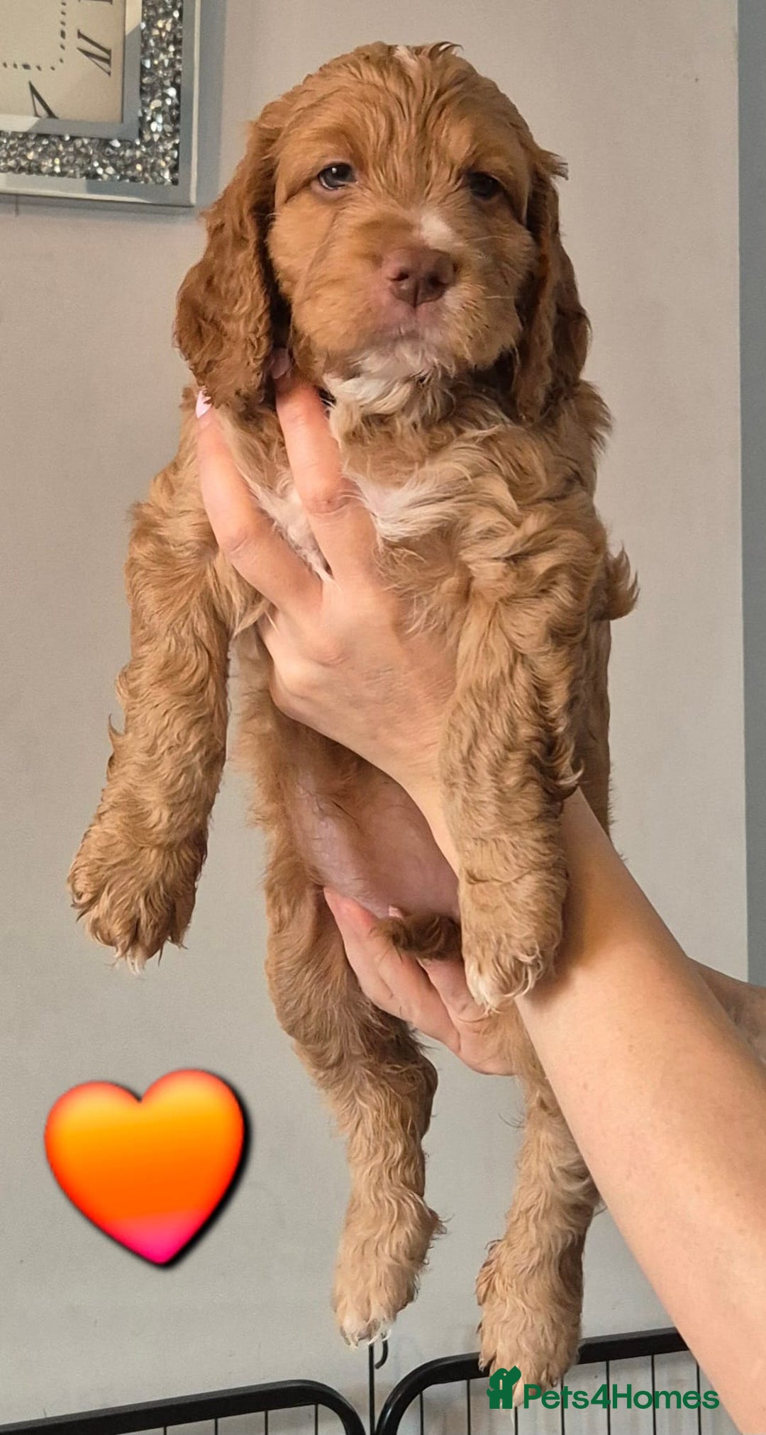Cockapoo dogs for sale: F1B Cockapoo's - Image 5