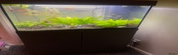 Tetras fish for sale: Fluval aquarium  - Advert 3