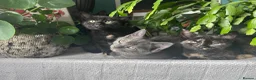 Mixed Breed cats for sale: Sweet sociable kittens - Advert 12