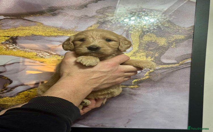 Mini Goldendoodle dogs - Advert 1