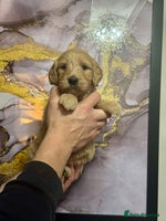 Mini Goldendoodle dogs 1 left mini gorgeous goldendoodles dna clear - Advert 7