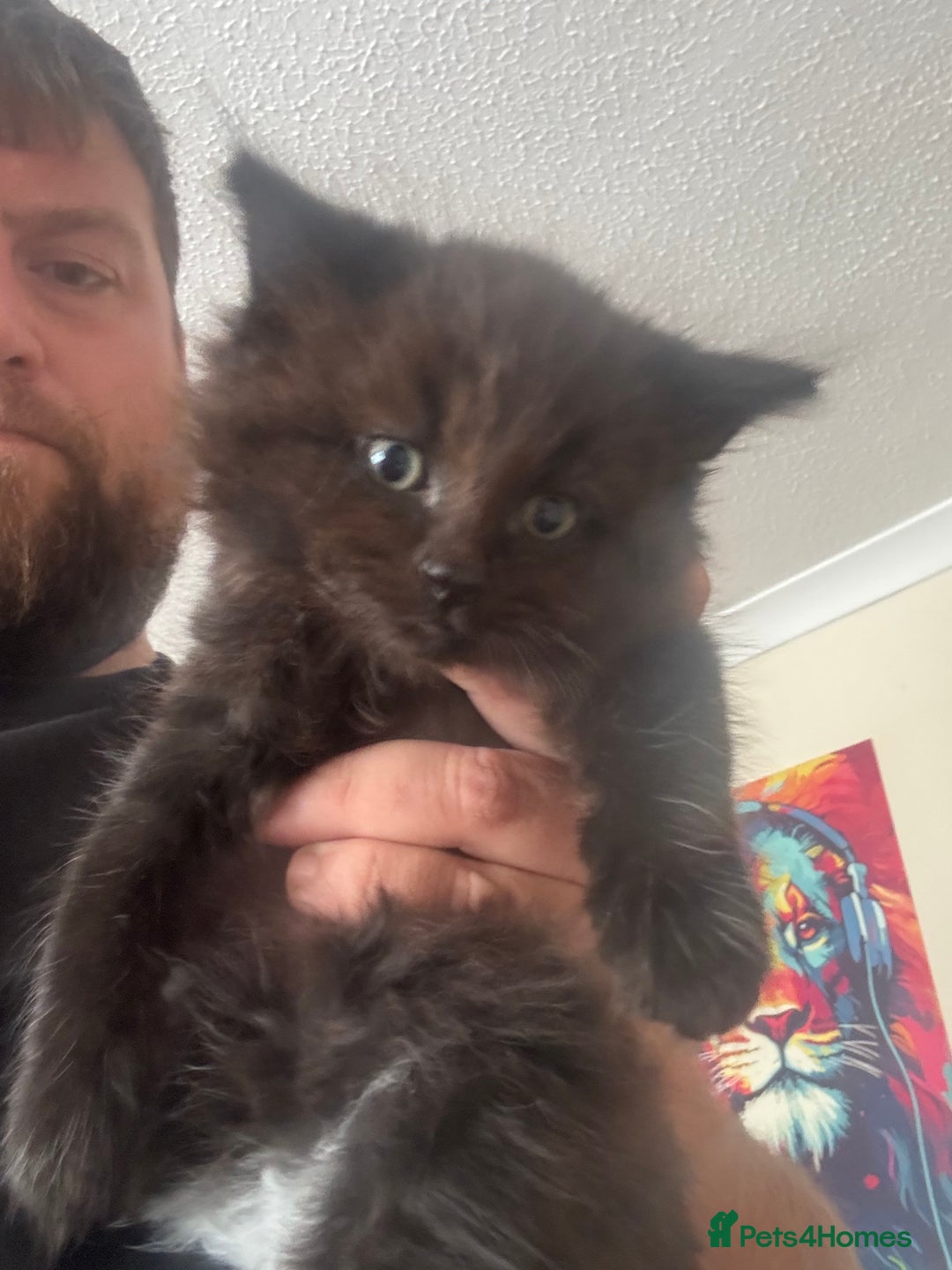 British Longhair cats for sale: 3 kittens left to go  - Image 5